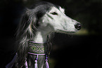 Saluki Portrait