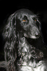 Saluki Portrait