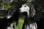 Saluki Portrait