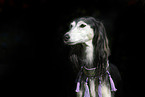 Saluki Portrait