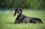 liegender Saluki