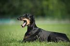 liegender Saluki