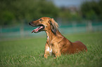 liegender Saluki