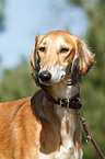 Saluki Portrait