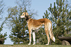 stehender Saluki