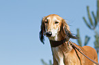 Saluki Portrait