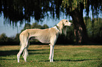 Saluki