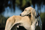 Saluki Portrait