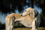 Saluki Portrait