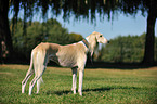 Saluki