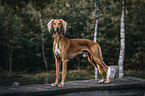 stehender Saluki