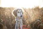 Saluki Welpe