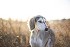 Saluki Welpe