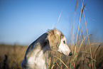 Saluki Welpe