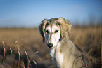 Saluki Welpe