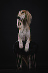 Saluki