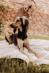 Saluki