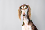 Saluki