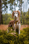 Saluki