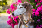 Saluki