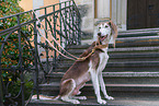 Saluki