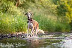 Saluki