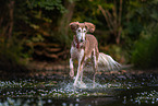 Saluki