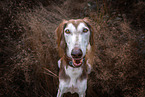 Saluki