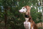 Saluki