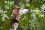 Saluki