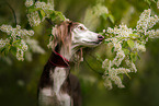 Saluki