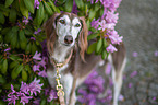 Saluki