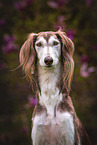 Saluki