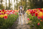 Saluki