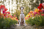 Saluki