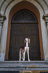 Saluki