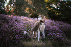 Saluki