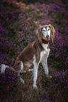 Saluki
