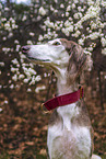 Saluki
