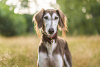 Saluki