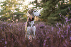 Saluki