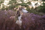 Saluki