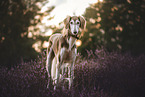 Saluki