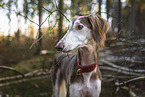 Saluki