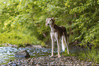 Saluki