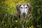 Saluki