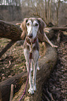 Saluki