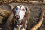 Saluki