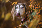 Saluki