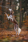 Saluki